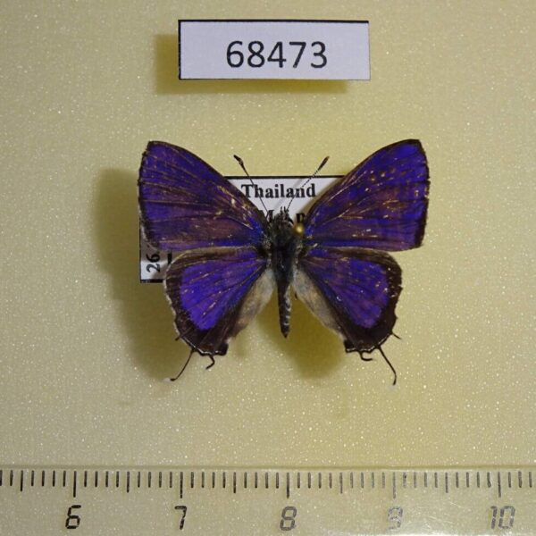 Lycaenidae Catapaecilma subochrea Thailand