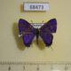 68473p Lycaenidae Catapaecilma subochrea Thailand $20