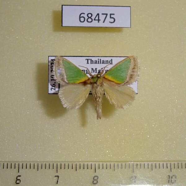 Limacodidae Nephelimorpha argentilinea Thailand
