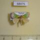 68475p Limacodidae Nephelimorpha argentilinea Thailand $9