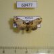 68477p Lymantridae Medama diplaga f Thailand $9