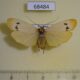 68484p Arctiidae Tigrioides euchana f Thailand $10