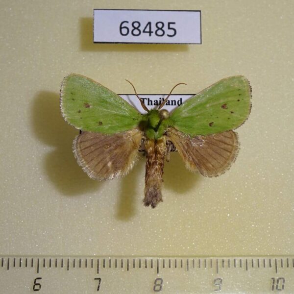 Limacodidae Parasa bicolor Thailand