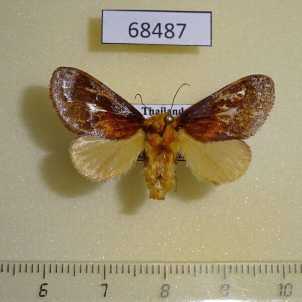 Limacodidae Miresa demangei f Thailand