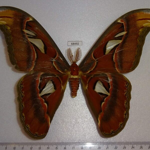 Saturniidae Attacus atlas Thailand