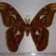 68492p Saturniidae Attacus atlas Thailand $25
