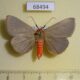 68494p Noctuidae Calesia rhodotela Thailand $15