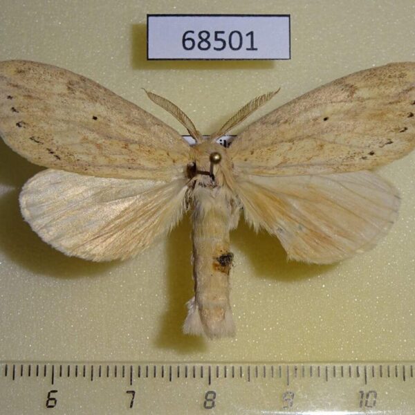 Notodontiidae Periergos testacea Thailand