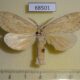 68501p Notodontiidae Periergos testacea Thailand $5