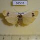 68503p Arctiidae Tigrioides euchana Thailand $9