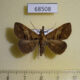 68508p Noctuidae Oxaenanus brontesalis Thailand $9