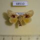 68510p Limacodidae Chalcocelis dydima f Thailand $9