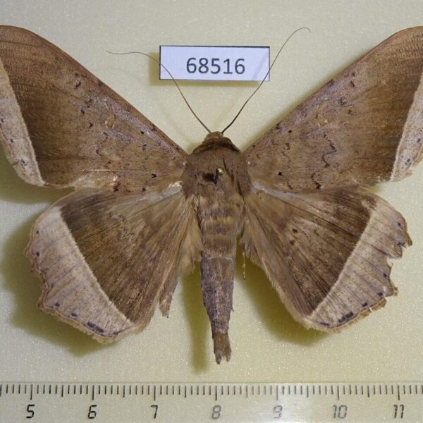 Noctuidae Hulodes caranea Thailand