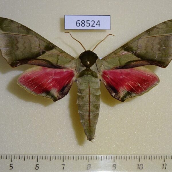 Sphingidae Callambulyx diehli Thailand