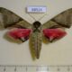 68524p Sphingidae Callambulyx diehli Thailand $30