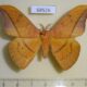68526p Saturniidae Cricula jordani Thailand $9
