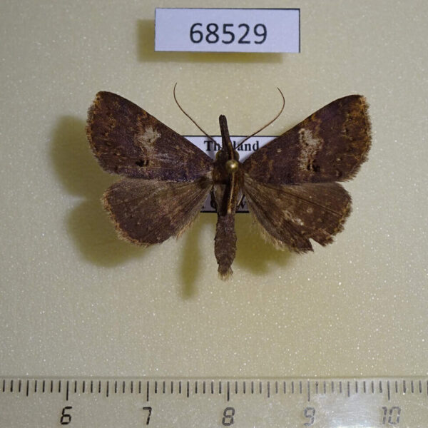 Noctuidae Oxaenanus brontesalis Thailand