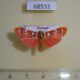 68533p Arctiidae Cyana weerawoothi Thailand $8