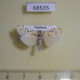 68535p Arctiidae Cyana arama Thailand $7