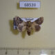 68539p Limacodidae Nirmides basalis Thailand $8