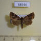68544p Noctuidae sp. Thailand $7