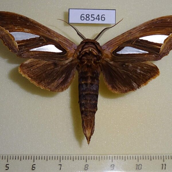Notodontiidae Tarsolepis malayana Thailand