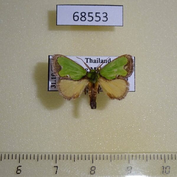 Limacodidae Parasa albipuncta Thailand