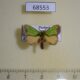 68553p Limacodidae Parasa albipuncta Thailand $8
