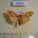 68560p Arctiidae Barsine ustrina Thailand $10