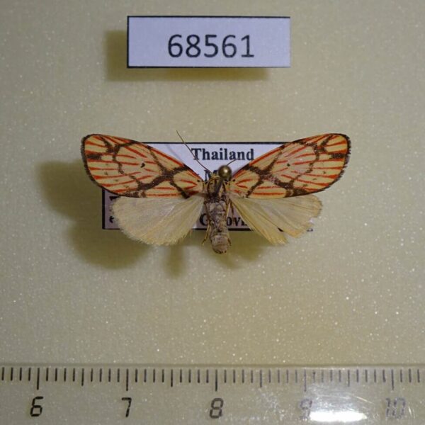 Arctiidae Barsine pallinflexa Thailand