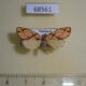 68561p Arctiidae Barsine pallinflexa Thailand $4