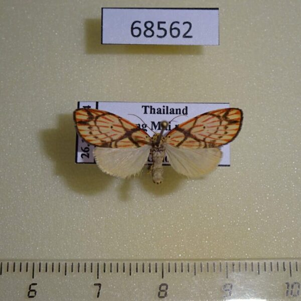 Arctiidae Barsine pallinflexa Thailand