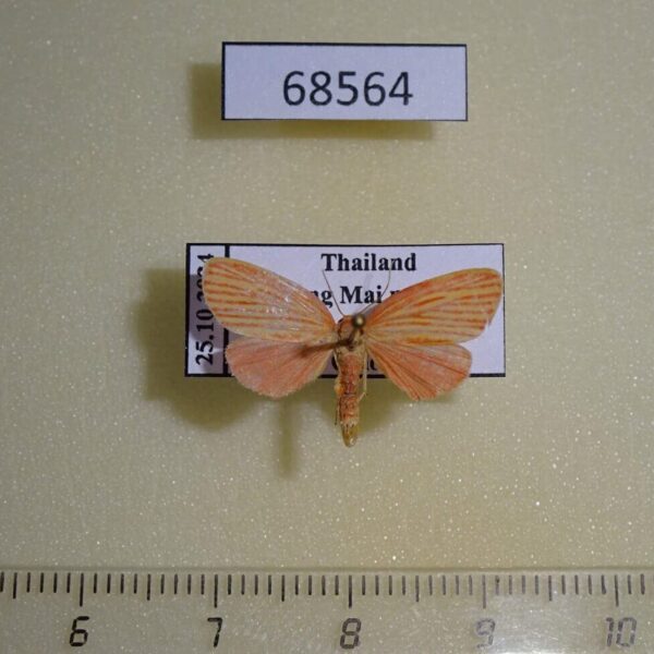 Arctiidae Stigmatophora roseivena Thailand
