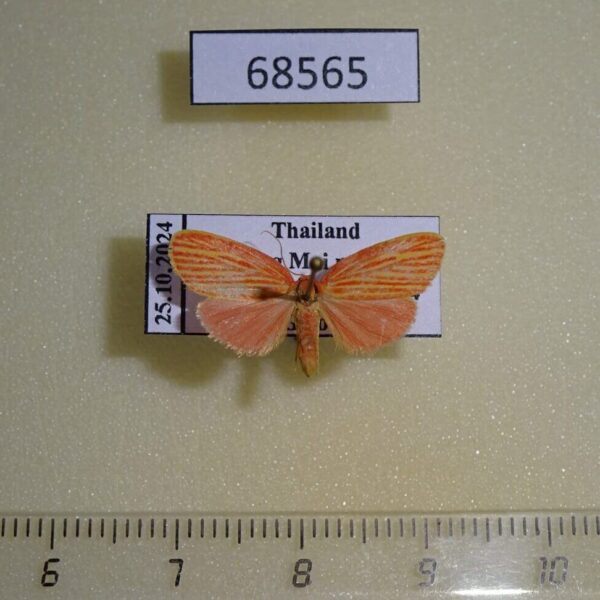 Arctiidae Stigmatophora roseivena Thailand