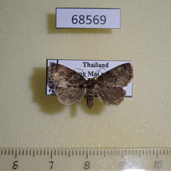 Noctuidae sp. Thailand