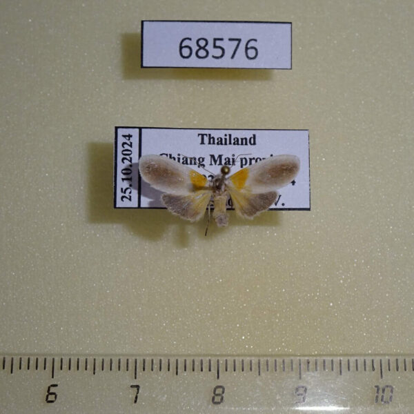Arctiidae Ovipennis binghami Thailand