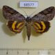 68577p Noctuidae Catocala didenko Primorye $30