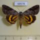 68578p Noctuidae Catocala didenko Primorye $30