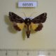 68585p Noctuidae Callopistria thalpophiloides Thailand $18