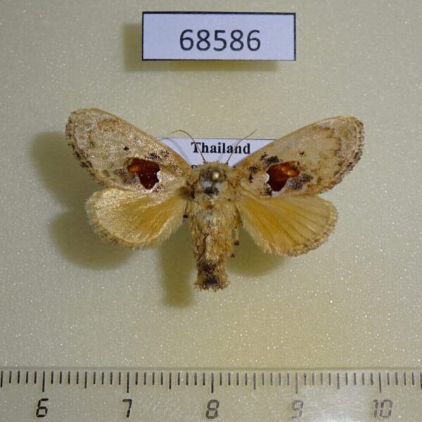Limacodidae Chalcocelis dydima f Thailand