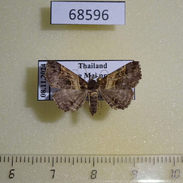 Noctuidae Bertula abjudicalis f Thailand