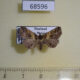 68596p Noctuidae Bertula abjudicalis f Thailand $7