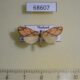 68607p Arctiidae Barsine pallinflexa Thailand $9