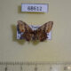 68612p Uraniidae Monobolodes pernigrata Thailand $5