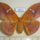 68616p Saturniidae Cricula jordani f Thailand $14