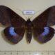 68619p Noctuidae Ischyja inferna f Thailand $12