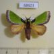 68623p Limacodidae Parasa pseudorepanda Vietnam $8