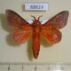 68624p Lasiocampidae Alompra roepkei Thailand $8