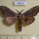 68629p Notodontiidae Stauroplitis annulata Thailand $8