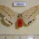 68630p Arctiidae Spilosoma sp. nydia f Thailand $9